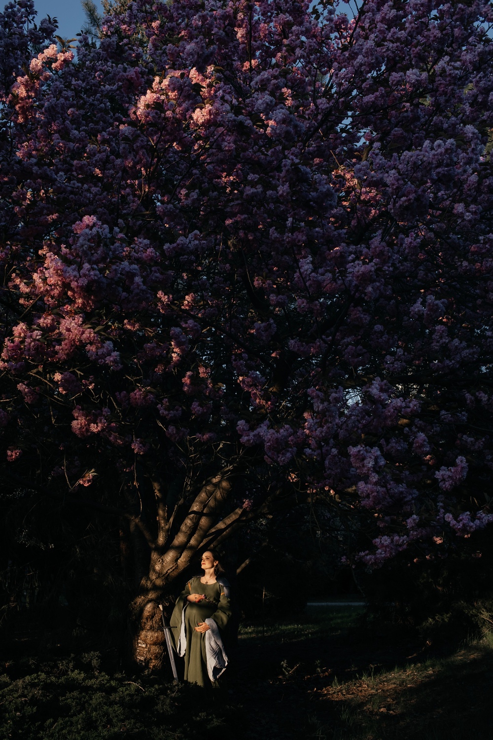 Sesja ciążowa Poznań - kobieta w ciąży obok kwitnącej wiśni podczas zachodu słońca