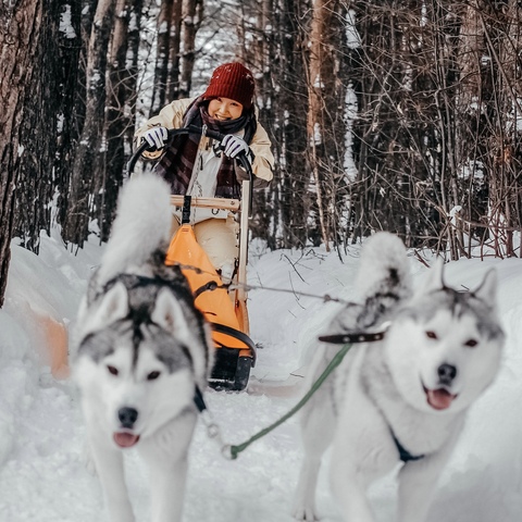 Sesja zdjęciowa - dziewczyna jedzie za psim zaprzęgiem zimą w lesie